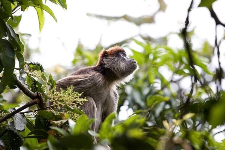 8-Day Murchison Falls, Chimp and Epic Gorilla Trekking Safari