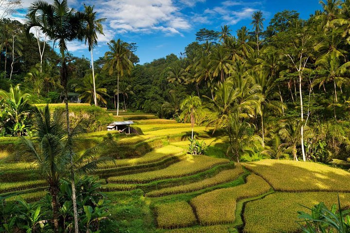 Private 4-Day Tours - Best Bali Tours Package - Best of Bali Highlights