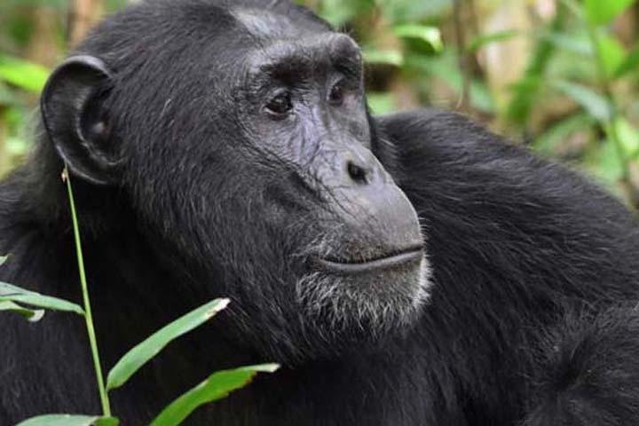 7 Days Chimpanzee, Gorilla trekking & Uganda Big 5 Safari