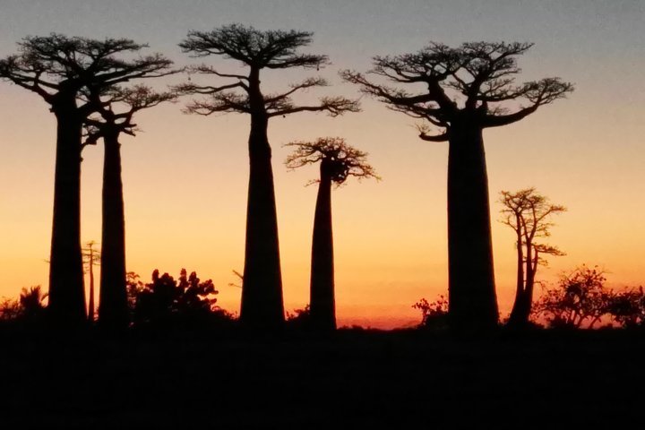 Tsingy of Bemaraha and Morondava in detail