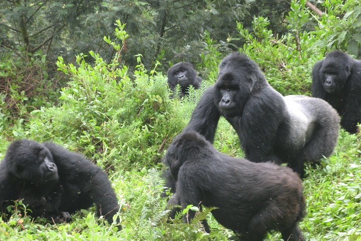 10days Uganda Mountain Gorillas, Volcanoes and lake bunyonyi