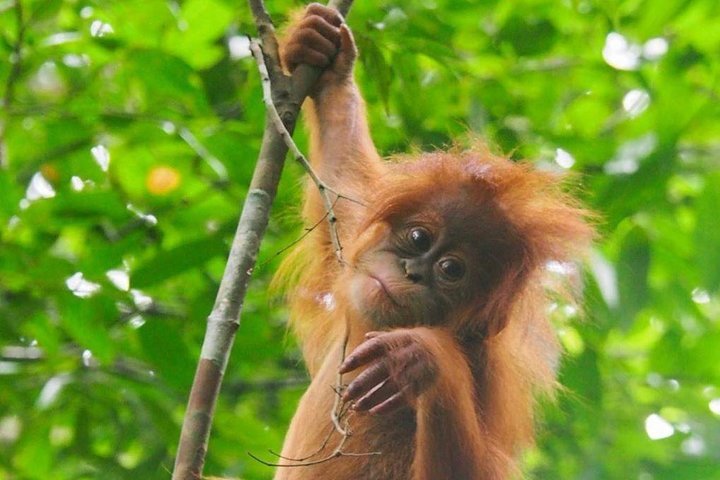 TOUR PACKAGE (jungle trekking, taxi, Room) 4 DAYS 3 NIGHTS in BUKIT LAWANG