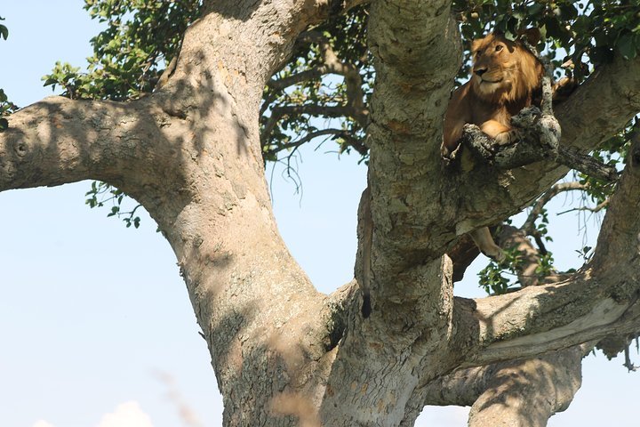 4-Day Uganda Gorilla Trekking and Wildlife Safari