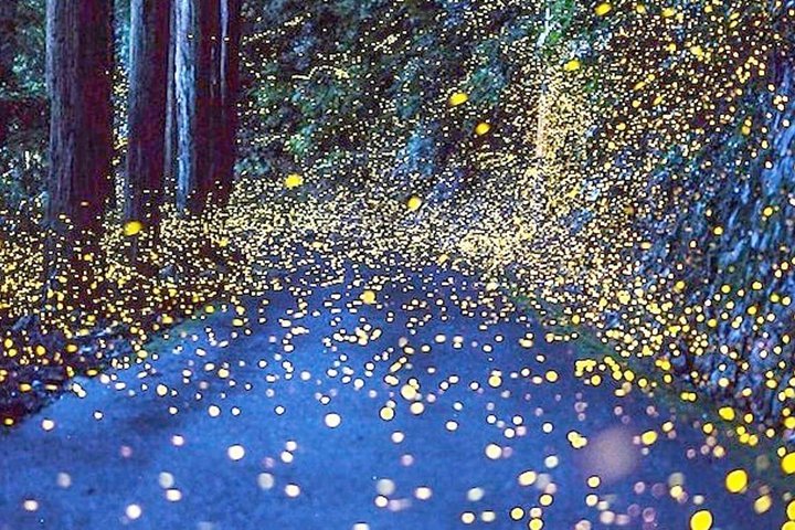 4 Tours Pass (KL City+Batu Caves & Countryside+Firefly+Genting)