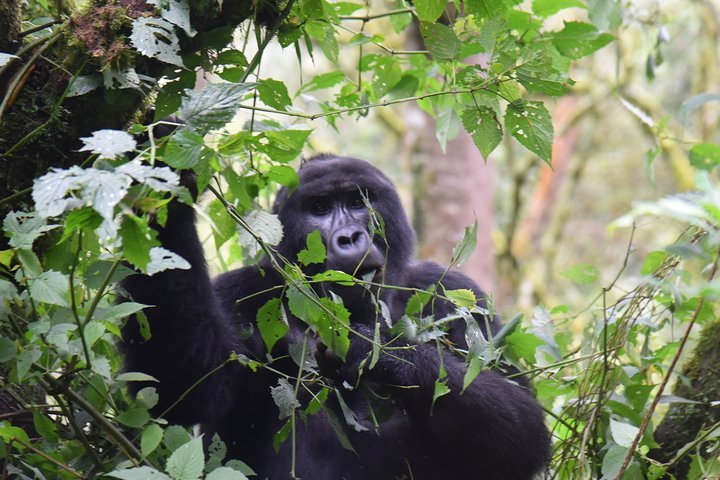 3-Day Gorilla Trekking safari in Bwindi Impenetrable Forest