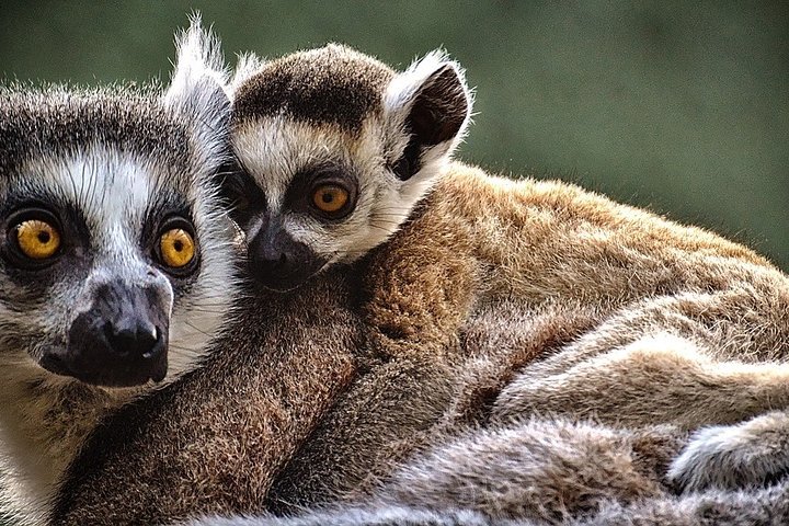 Madagascar Classic Tour 10D/9N ( Comfort)