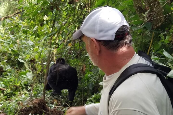 4 Days Gorilla and Chimps trek safari
