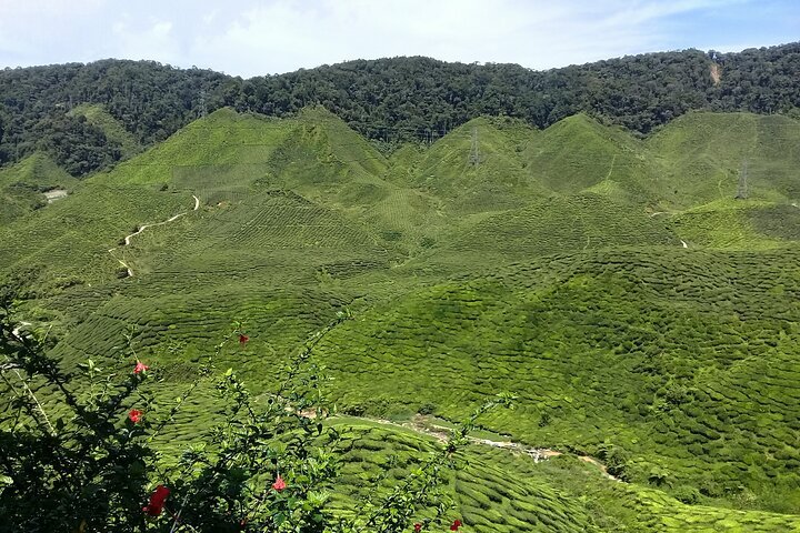 Cameron Highlands Multi Days Tour