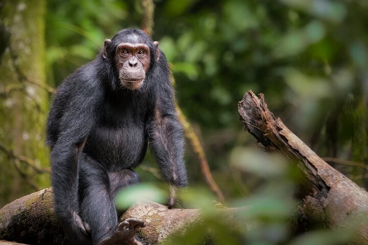 4 Days Chimpanzee Trekking in Uganda