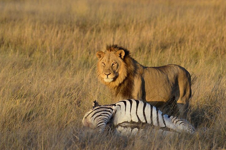 3 Days Budget Safari in Hwange National Park from Victoria Falls
