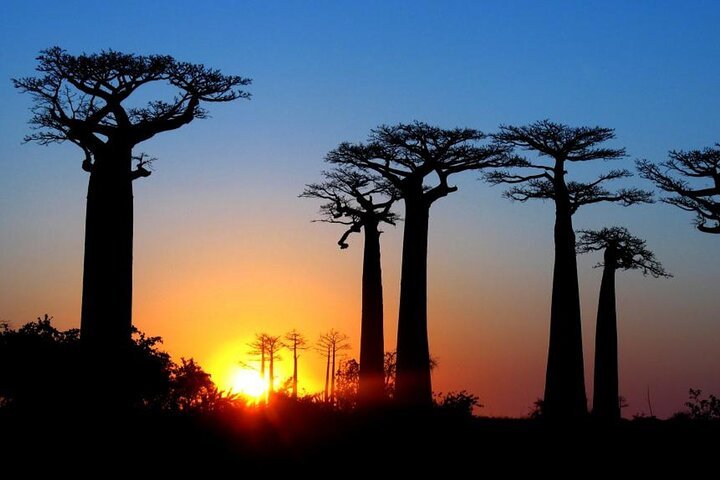 7 Days Baobab Safari by Roadtrip